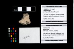 Foto (Objekt + Etikett) von Isopoda indet.  (NHMW-GEO-1990-0041-4721)